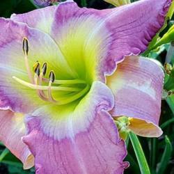 
Photo courtesy of Roth Daylily Farm used with permission