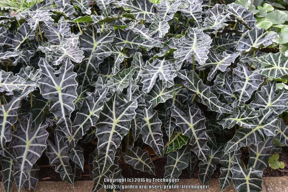 Photo of African Mask (Alocasia 'Polly') uploaded by treehugger