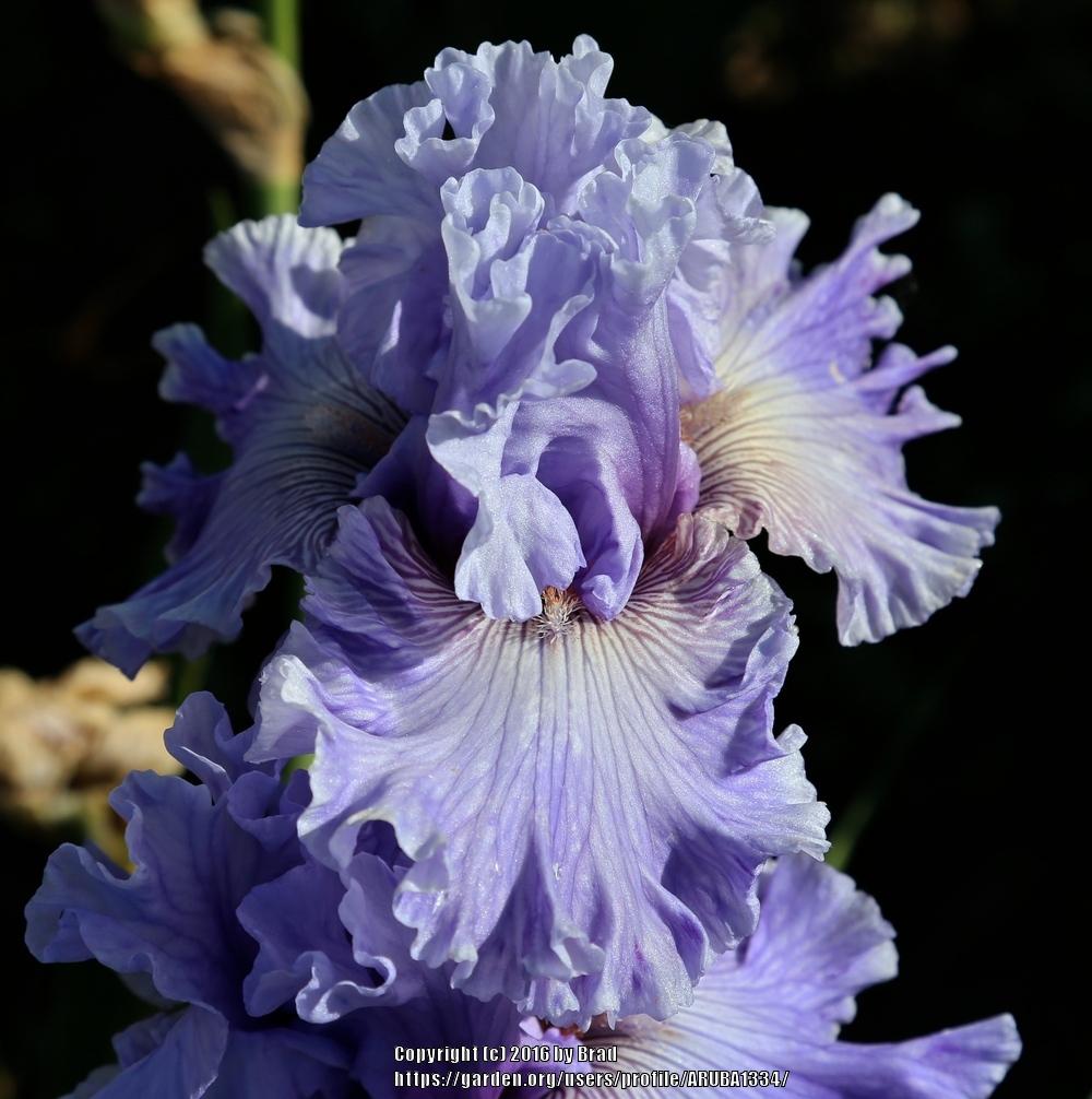 Photo of Tall Bearded Iris (Iris 'Ocean Liner') uploaded by ARUBA1334