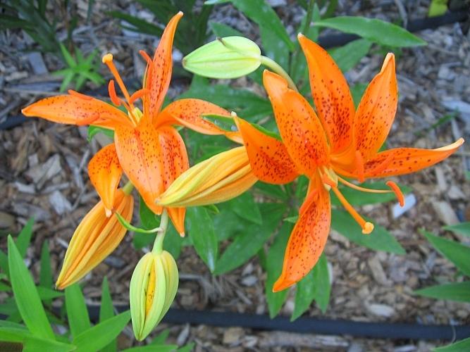 Photo of Lilies (Lilium) uploaded by BUGGYCRAZY