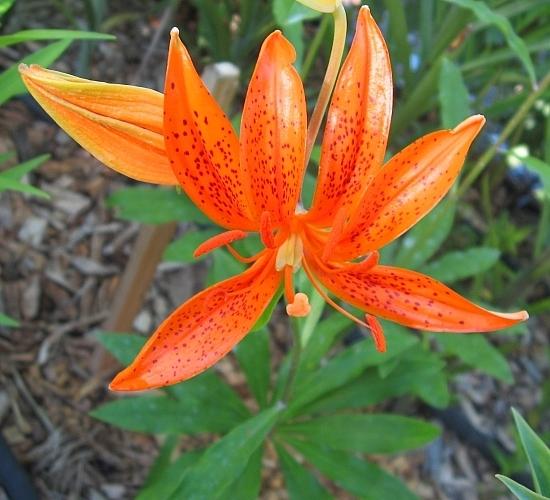 Photo of Lilies (Lilium) uploaded by BUGGYCRAZY