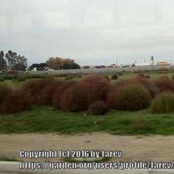 Location: San Joaquin County, CA
Date: 2016-12-12 - Late Fall
Tumbleweeds on an empty lot