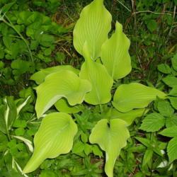 Location: Nora's Garden - Castlegar, B.C.
Date: 2007-05-22
 6:19 pm. Wonderful lime green leaves through most of the year.