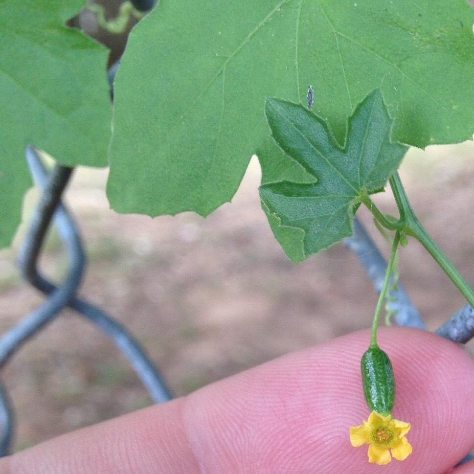 Photo of Cucamelon (Melothria scabra) uploaded by connienjohn
