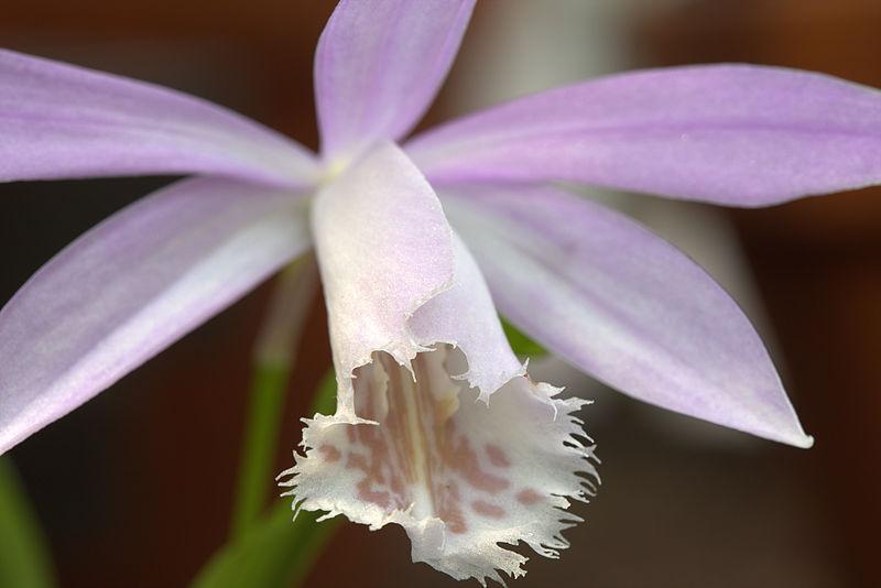 Photo of Windowsill Orchid (Pleione formosana) uploaded by robertduval14