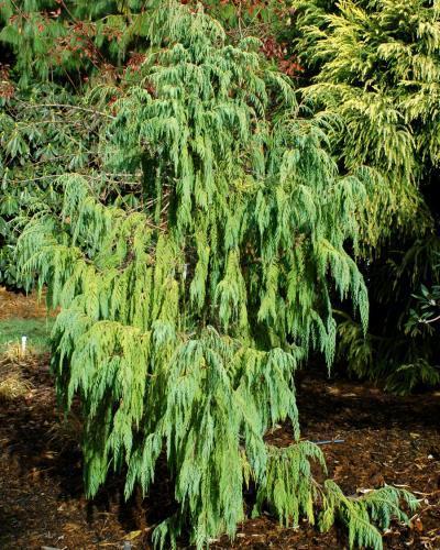 Photo of Kashmir Cypress (Cupressus cashmeriana) uploaded by Calif_Sue