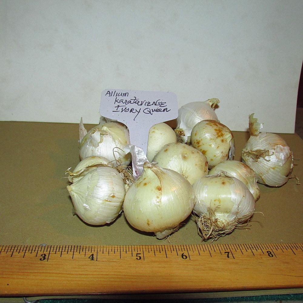Photo of Turkestan Onion (Allium karataviense 'Ivory Queen') uploaded by jmorth