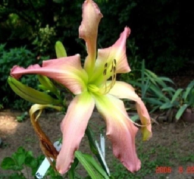 Photo of Daylily (Hemerocallis 'Webster's Pink Wonder') uploaded by Sscape