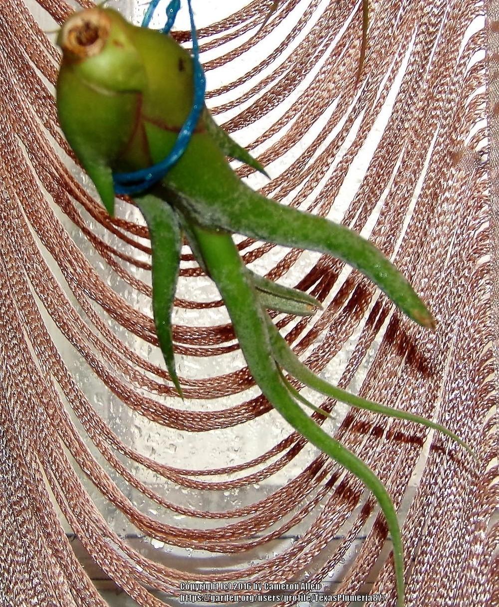 Photo of Medusa's Head (Tillandsia caput-medusae) uploaded by TexasPlumeria87