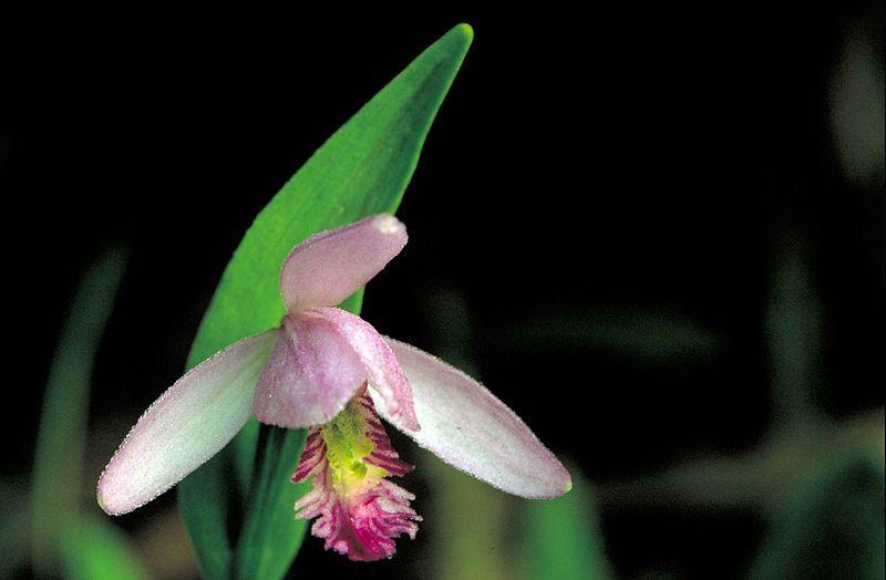 Photo of Rose Pogonia (Pogonia ophioglossoides) uploaded by robertduval14