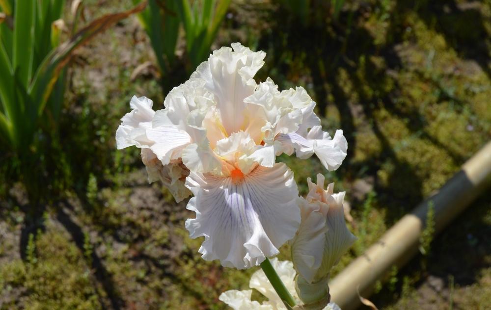 Photo of Tall Bearded Iris (Iris 'Matters of the Heart') uploaded by KentPfeiffer