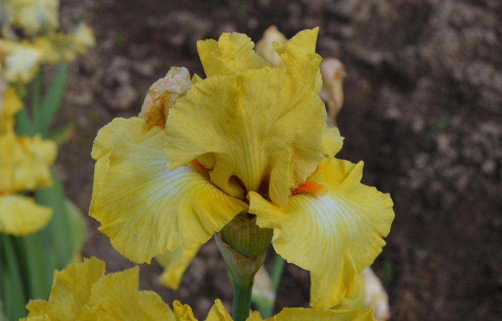 Photo of Tall Bearded Iris (Iris 'Miami Beach') uploaded by KentPfeiffer