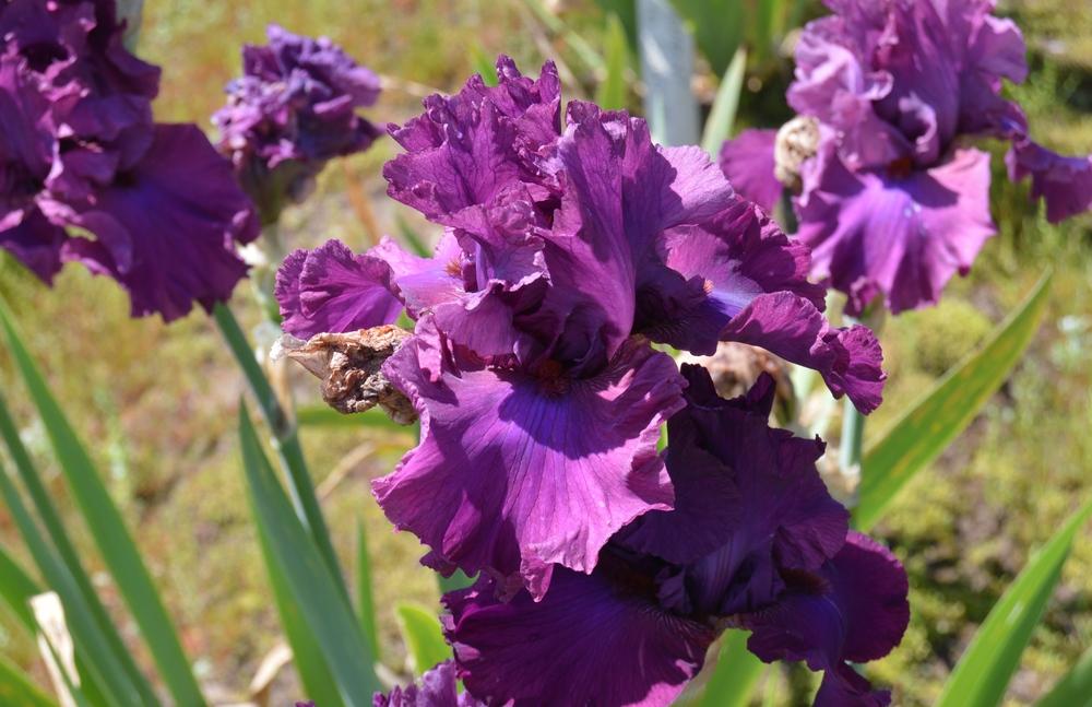 Photo of Tall Bearded Iris (Iris 'Master at Arms') uploaded by KentPfeiffer