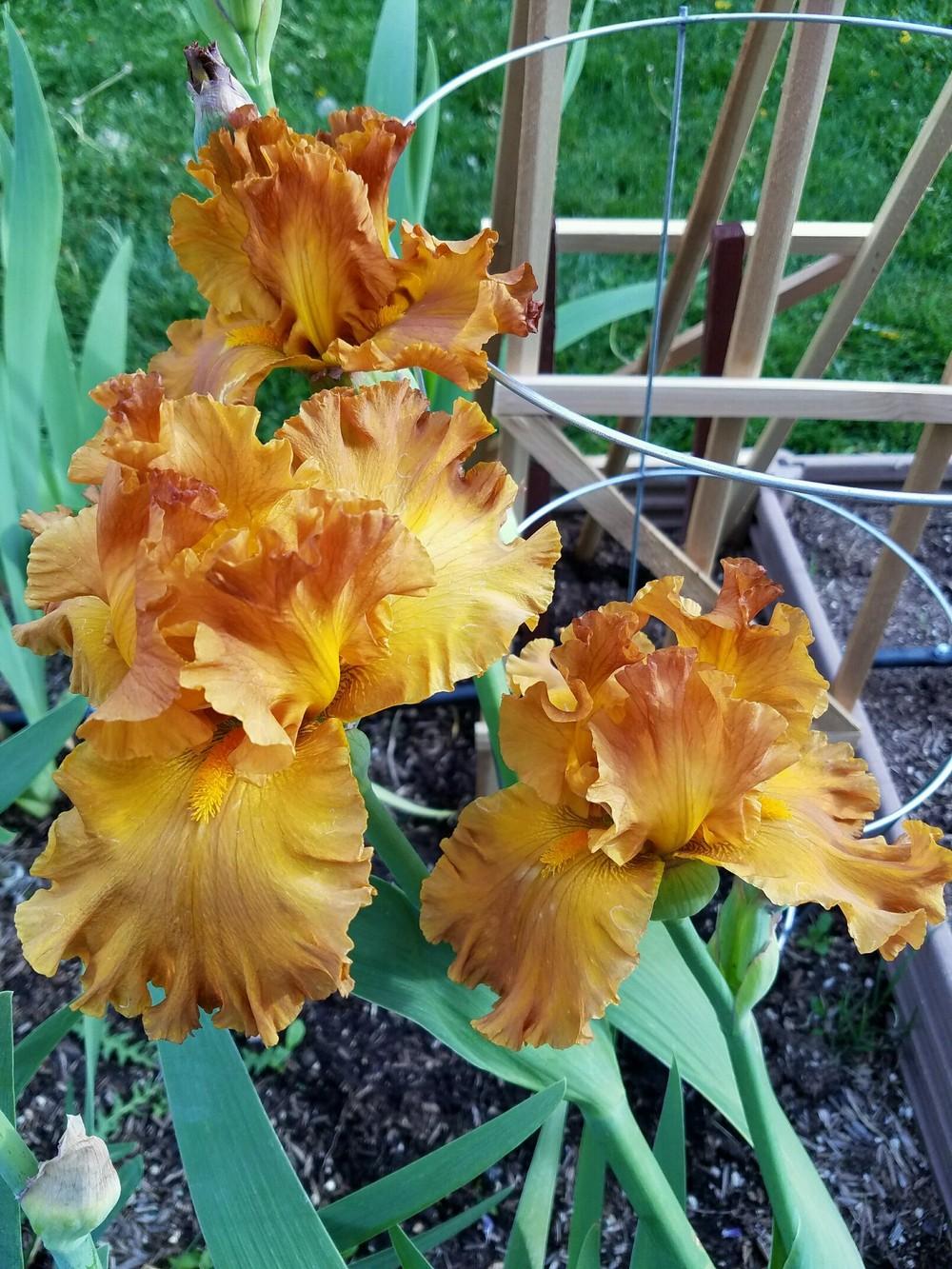 Photo of Tall Bearded Iris (Iris 'Golden Panther') uploaded by MZiris