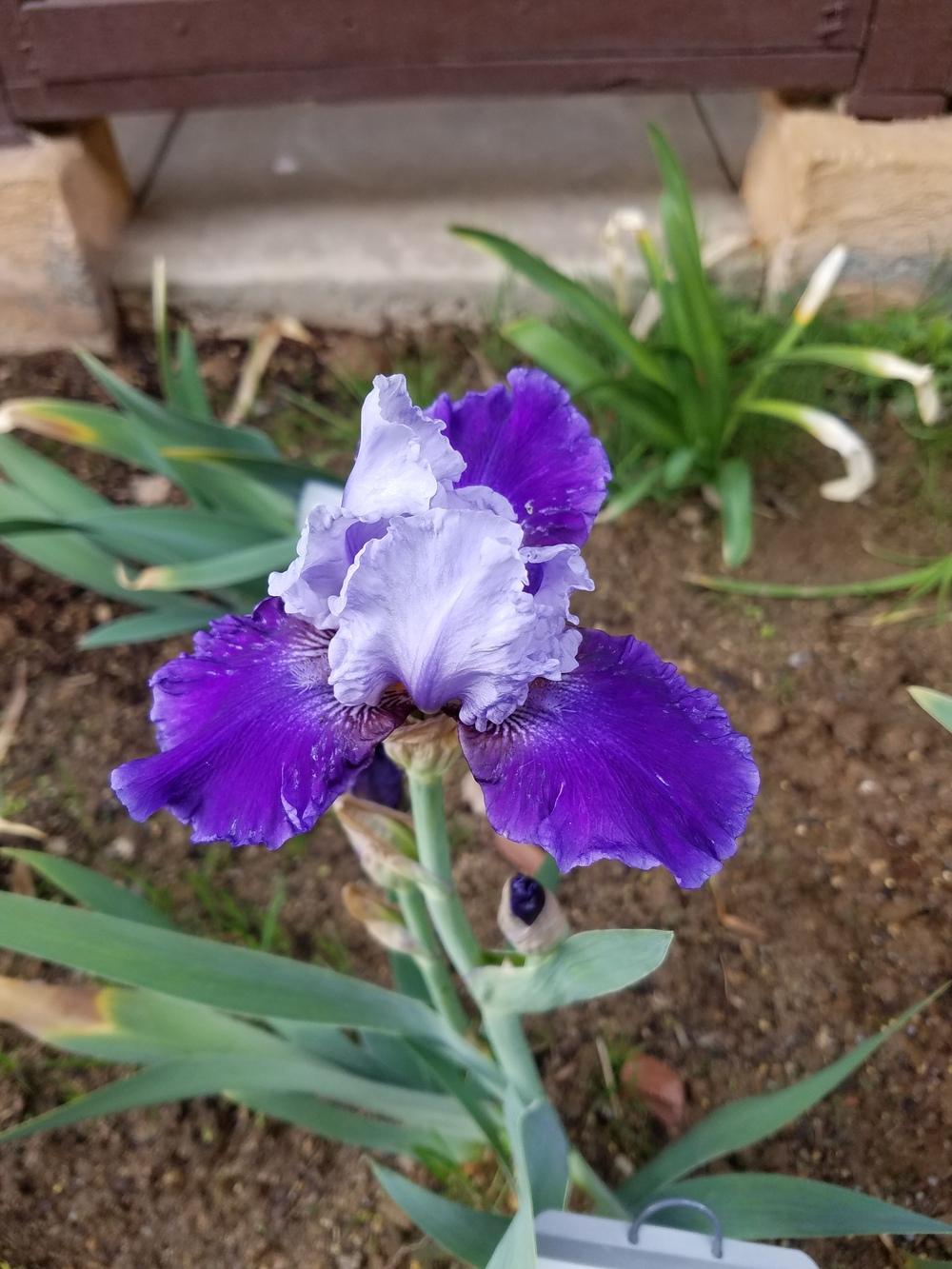 Photo of Intermediate Bearded Iris (Iris 'Mariposa Wizard') uploaded by MZiris