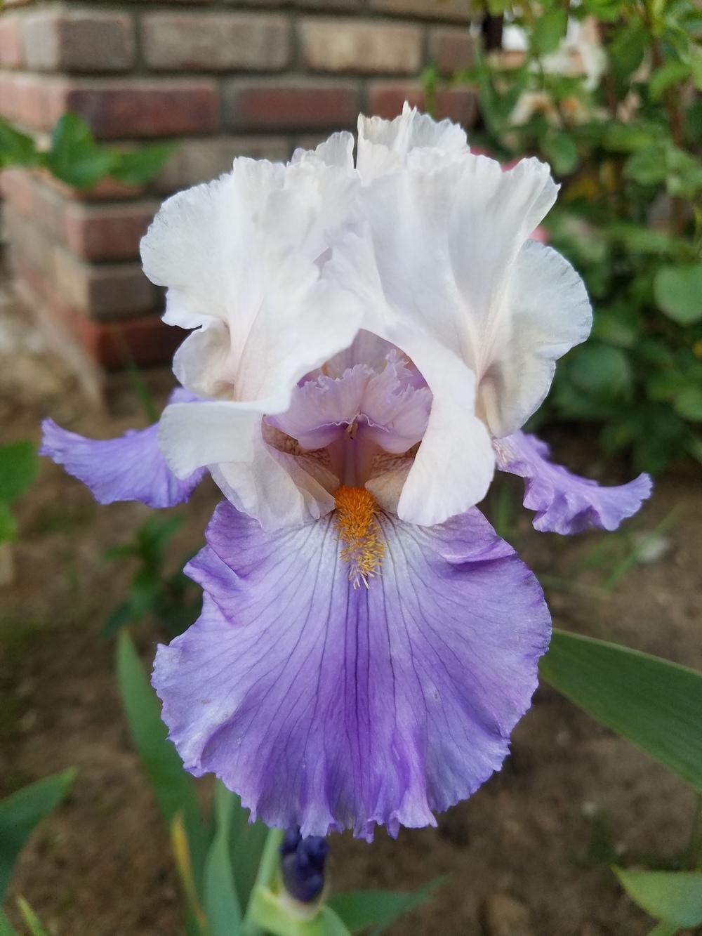 Photo of Tall Bearded Iris (Iris 'Bolder Boulder') uploaded by MZiris