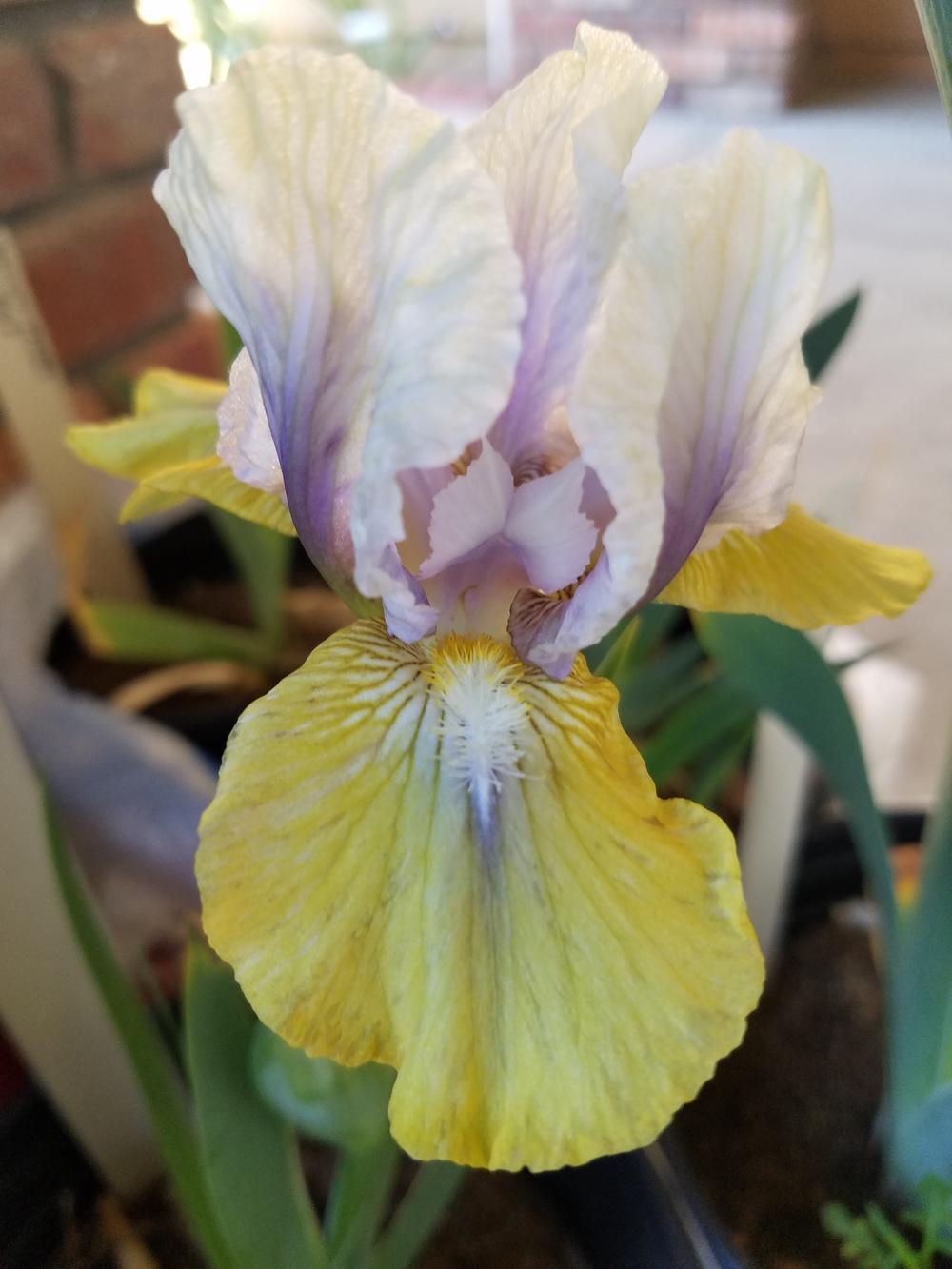 Photo of Intermediate Bearded Iris (Iris 'Double Your Fun') uploaded by MZiris