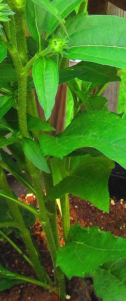 Photo of Coneflower (Echinacea purpurea PowWow® White) uploaded by jmorth