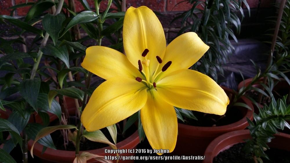 Photo of Lily (Lilium 'Golden Tycoon') uploaded by Australis