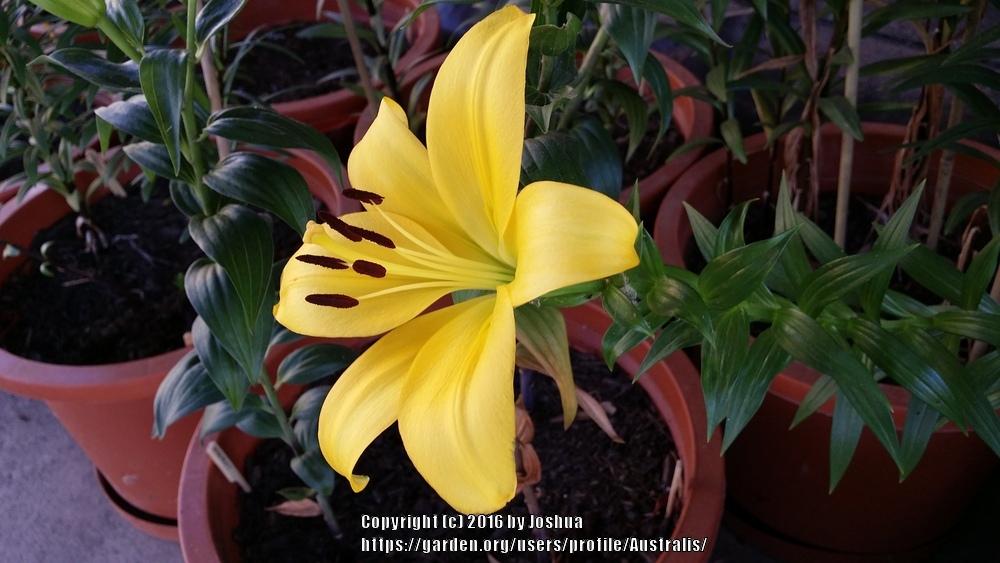 Photo of Lily (Lilium 'Golden Tycoon') uploaded by Australis