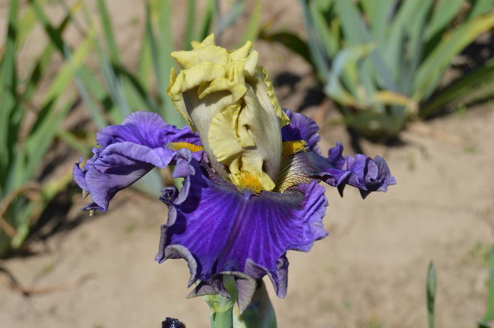 Photo of Tall Bearded Iris (Iris 'Painted Shadows') uploaded by KentPfeiffer