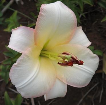 Photo of Lily (Lilium 'Boogie Woogie') uploaded by BUGGYCRAZY