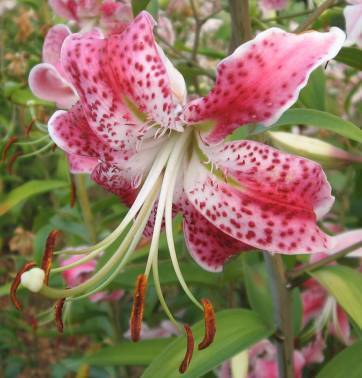 Photo of Rubrum Lily (Lilium speciosum) uploaded by BUGGYCRAZY