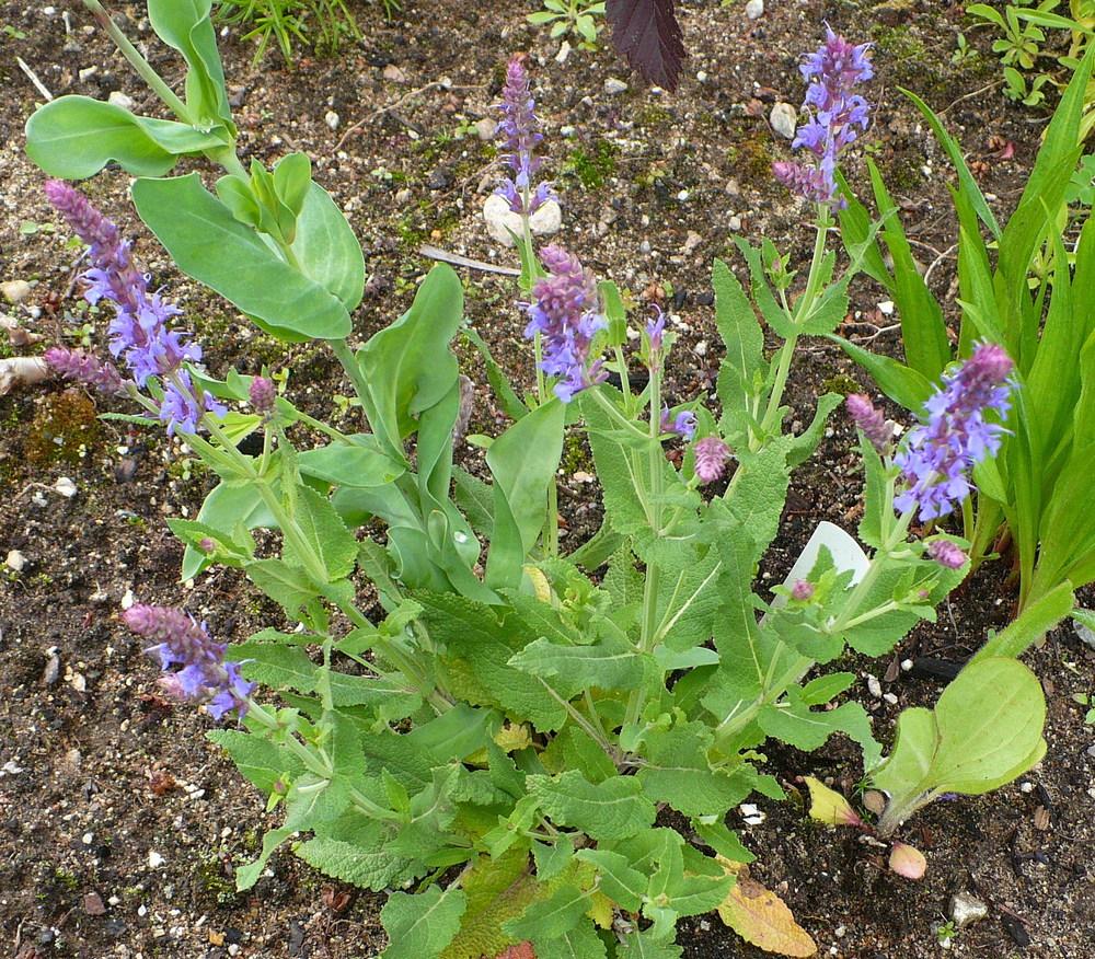 Photo of Violet Sage (Salvia 'Blauhugel') uploaded by HemNorth