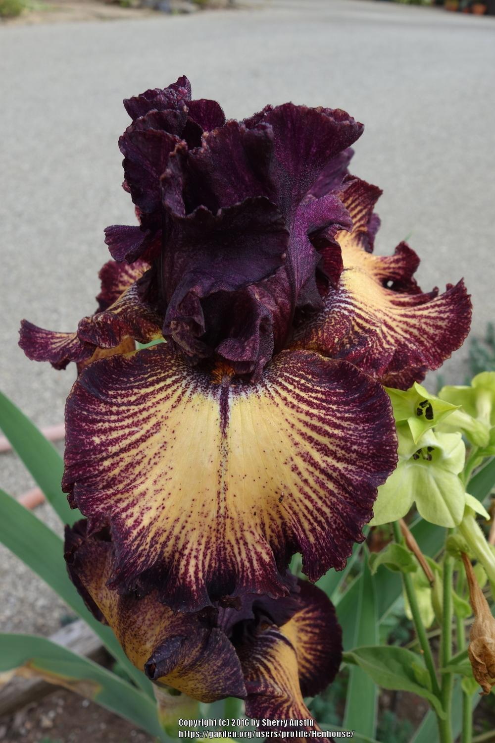 Photo of Tall Bearded Iris (Iris 'Drama Queen') uploaded by Henhouse