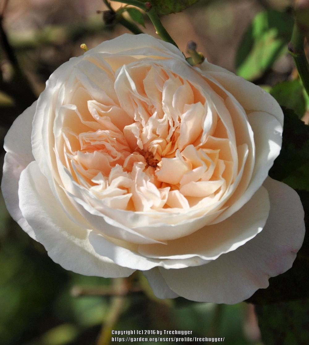 Photo of Rose (Rosa 'Gruss an Aachen') uploaded by treehugger