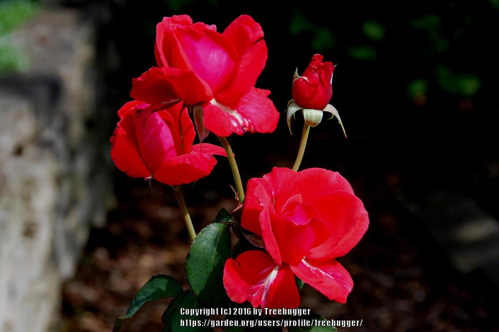 Photo of Rose (Rosa 'Fragrant Cloud') uploaded by treehugger