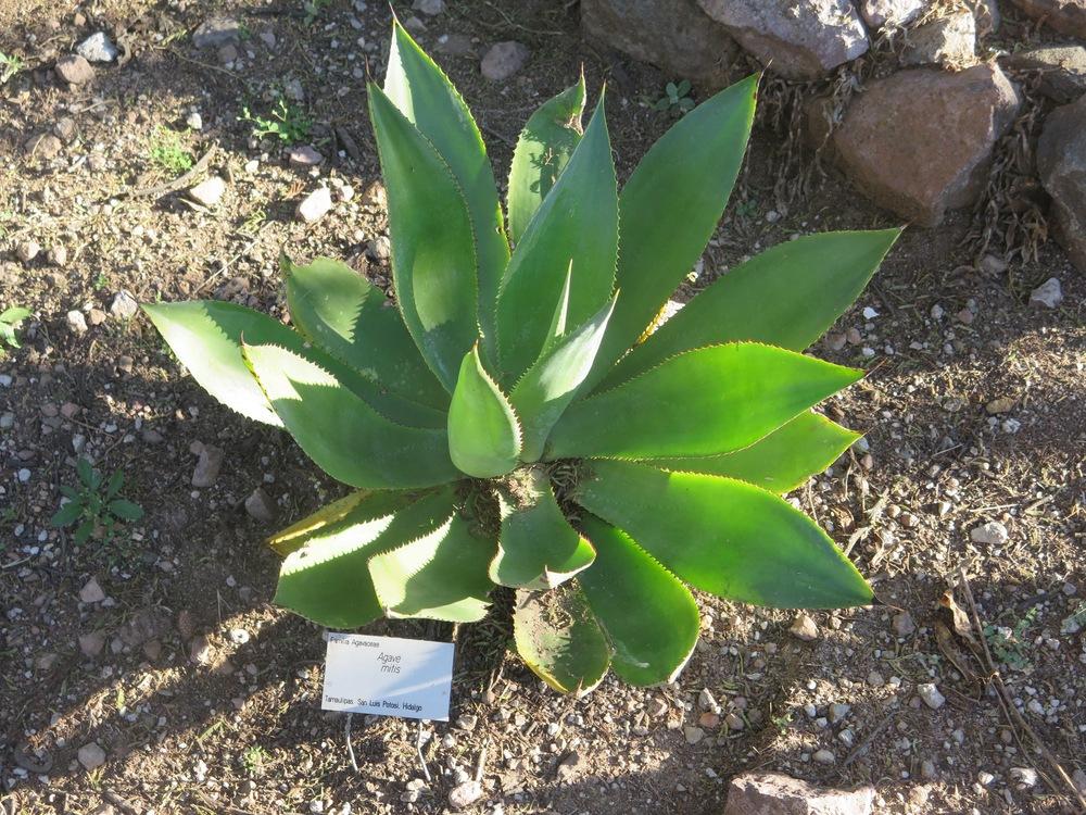 Photo of Century Plant (Agave mitis) uploaded by Baja_Costero