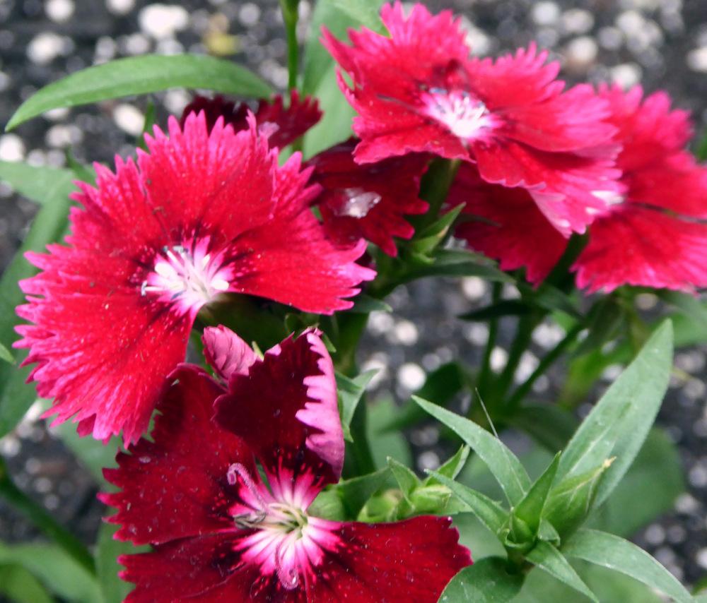 Photo of Dianthus uploaded by JulieB