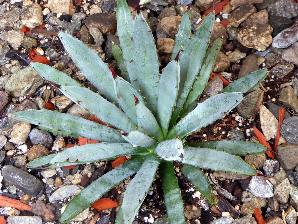 Photo of Black-Spined Agave (Agave macroacantha) uploaded by JulieB