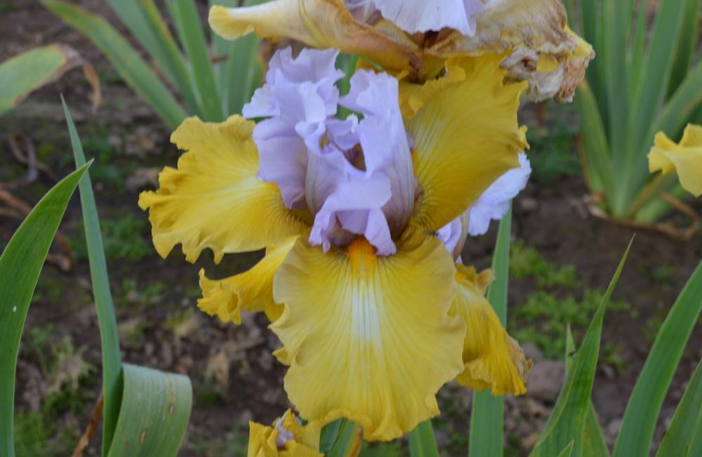 Photo of Tall Bearded Iris (Iris 'Stay Stylish') uploaded by KentPfeiffer