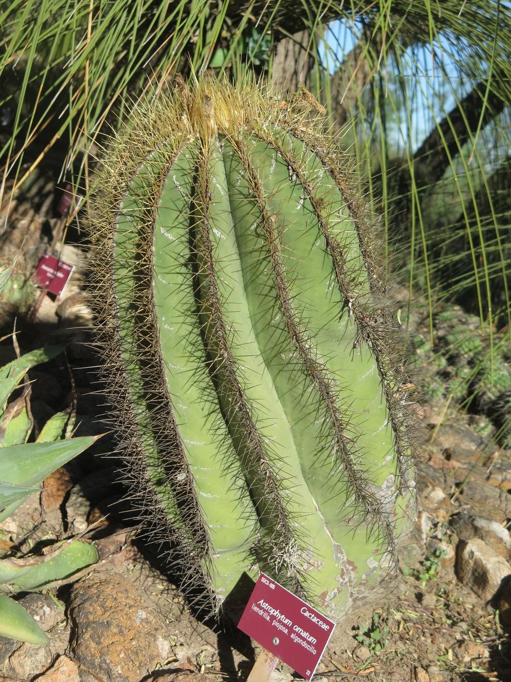 Photo of Star Plant (Astrophytum ornatum) uploaded by Baja_Costero