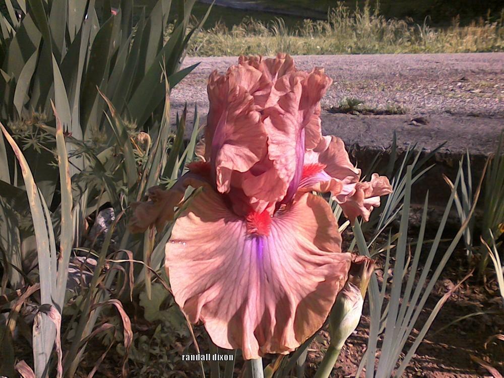 Photo of Tall Bearded Iris (Iris 'Jealous Guy') uploaded by arilbred