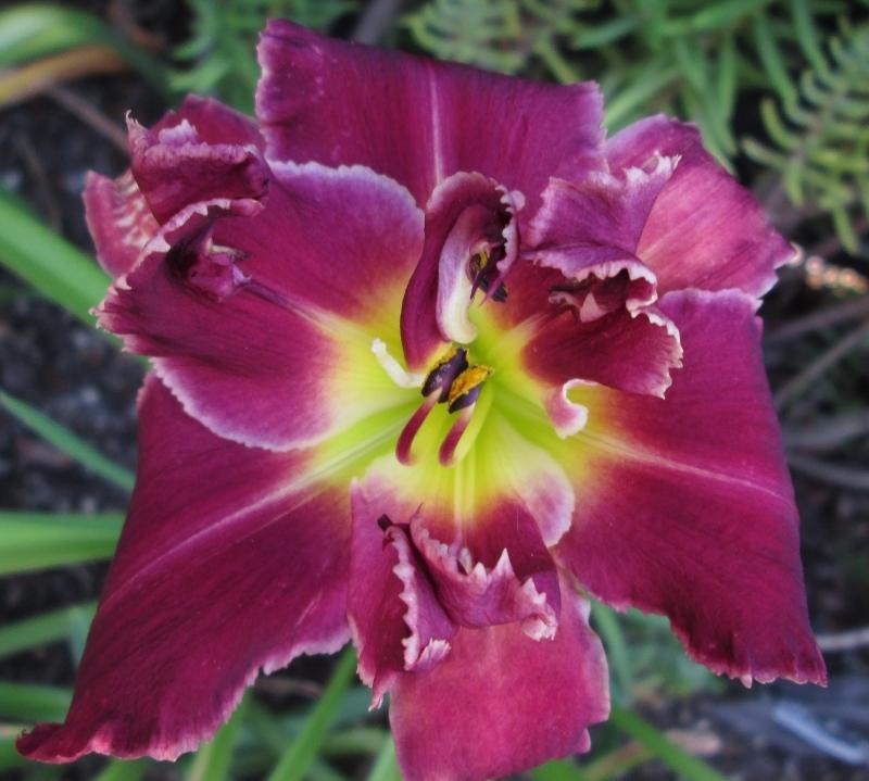 Photo of Daylily (Hemerocallis 'Fin and Feather') uploaded by chalyse
