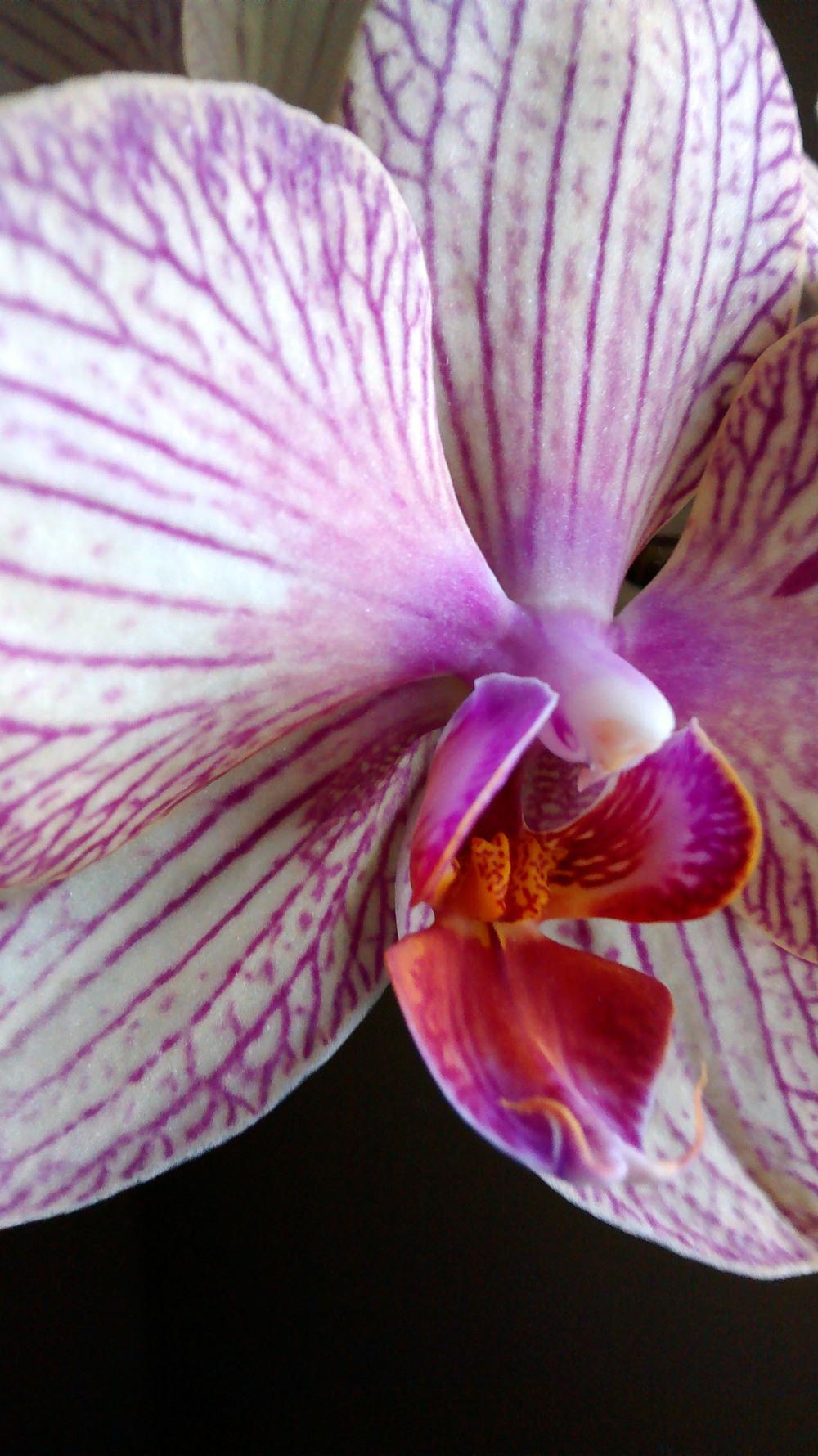 Photo of Moth Orchid (Phalaenopsis) uploaded by milena146