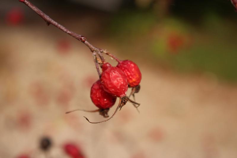 Photo of Red Leaf Rose (Rosa glauca) uploaded by RuuddeBlock