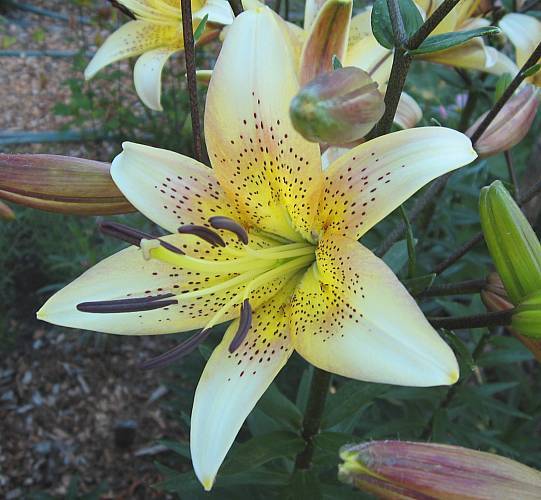Photo of Lily (Lilium 'Champagne') uploaded by BUGGYCRAZY