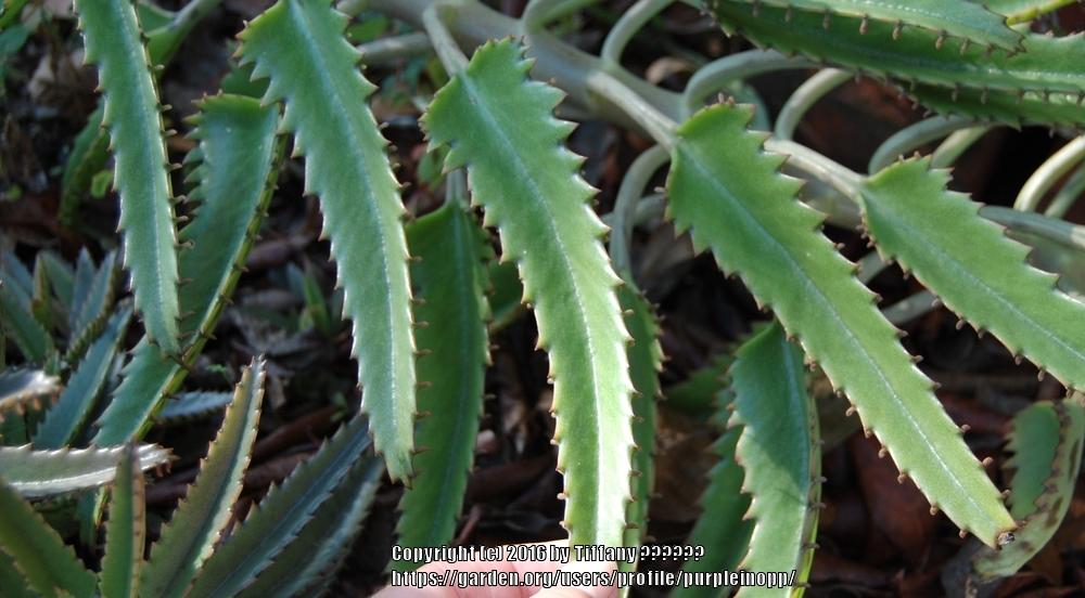 Photo of Mother of Thousands (Kalanchoe 'Houghtonii') uploaded by purpleinopp