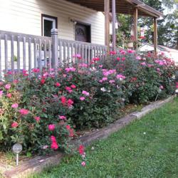Location: in front of my house
Date: Sept.
I have 5 rose bushes , one for each of my siblings, and my self.