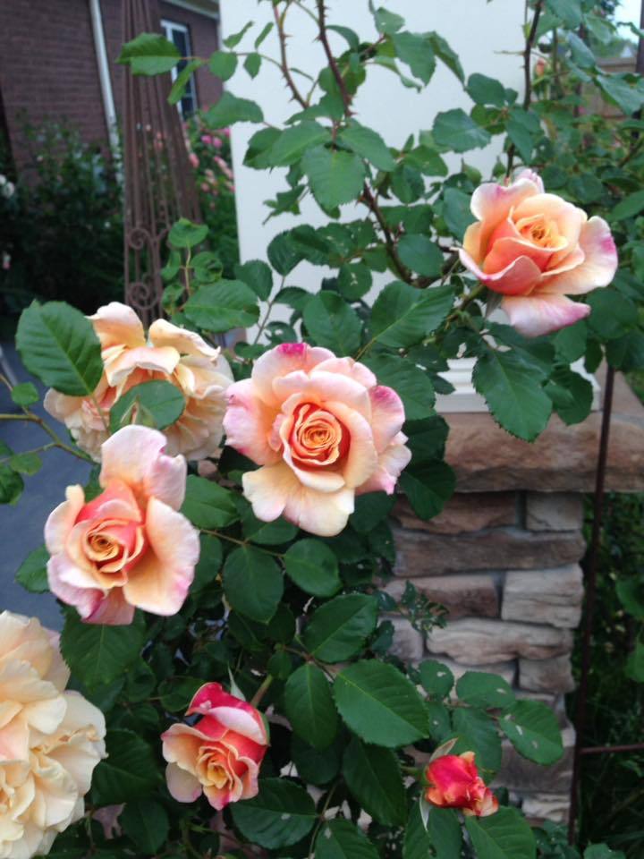 Photo of Rose (Rosa 'Caramella') uploaded by dana