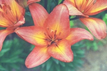 Photo of Lily (Lilium 'Coral Sunrise') uploaded by BUGGYCRAZY