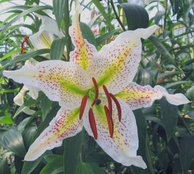 Photo of Lily (Lilium 'Doc') uploaded by BUGGYCRAZY