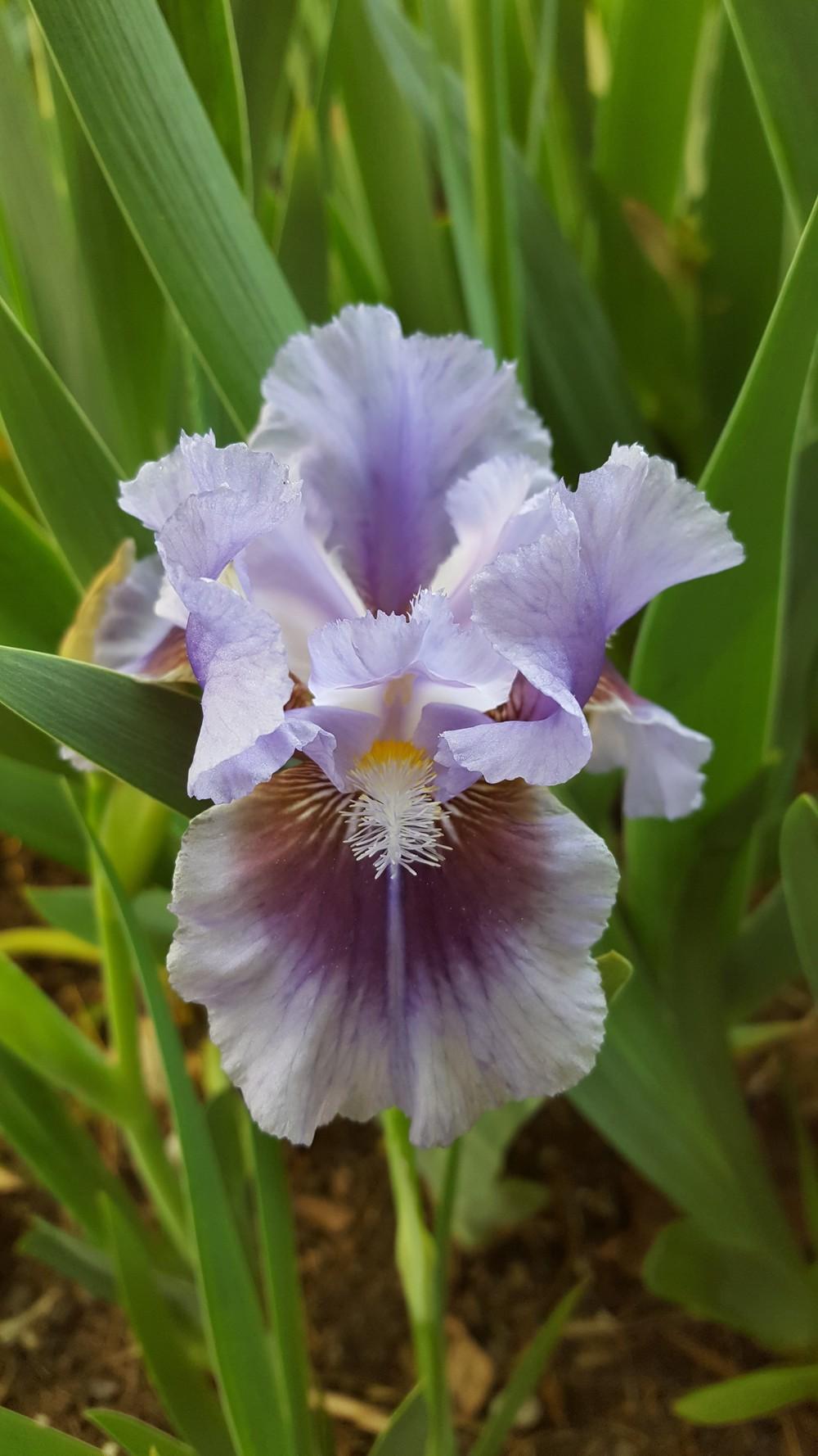 Photo of Intermediate Bearded Iris (Iris 'Megglethorp') uploaded by Dachsylady86