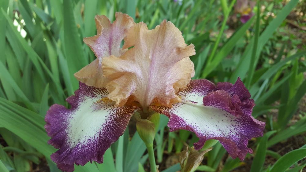 Photo of Tall Bearded Iris (Iris 'Change of Pace') uploaded by Dachsylady86