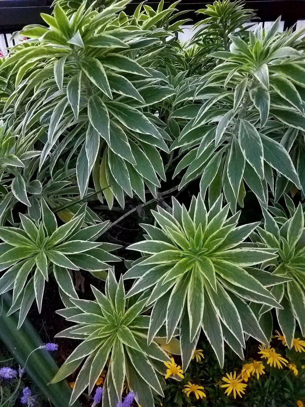 Photo of Variegated Pride of Madeira (Echium decaisnei 'Star of Madeira') uploaded by Gerris2