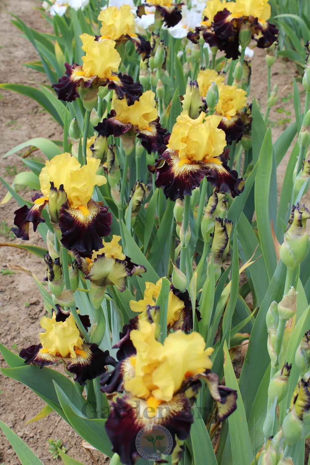 Photo of Tall Bearded Iris (Iris 'Stole the Show') uploaded by HighdesertNiki